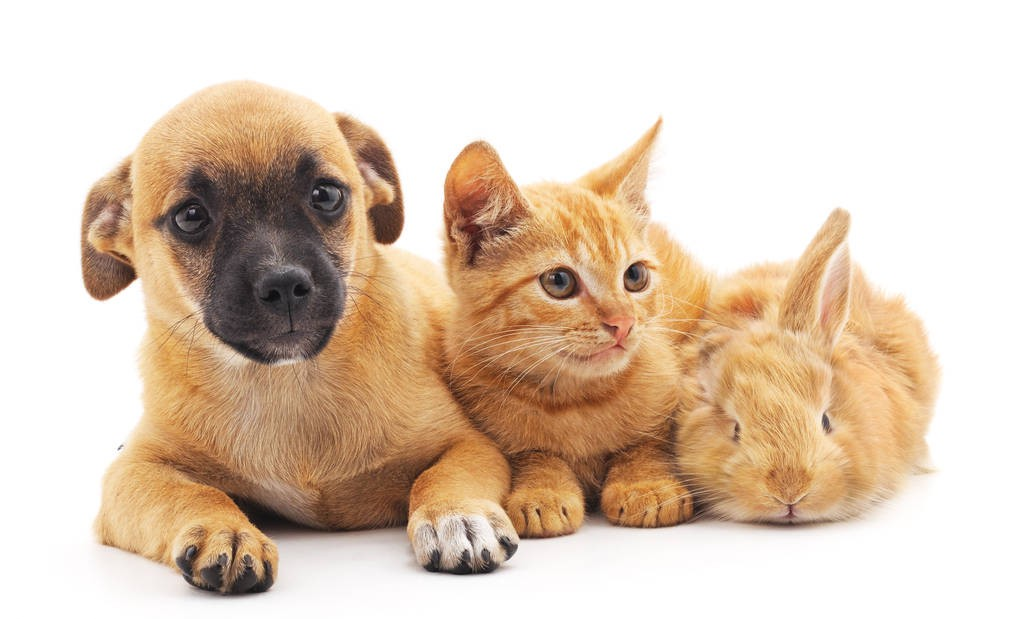 次氯酸用于宠物护理的七大优势