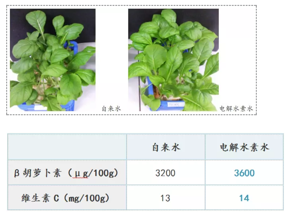 沃科网 电解水技术频道